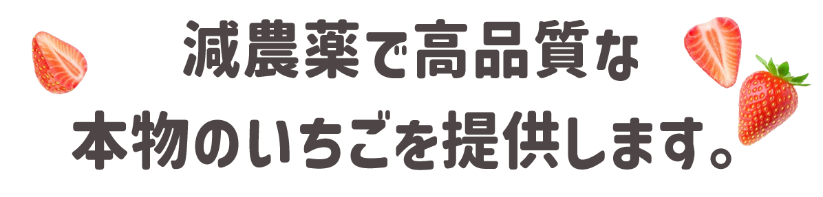 減農薬で高品質な本物のいちごを提供します。